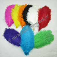 Struisvogelveren diverse kleuren